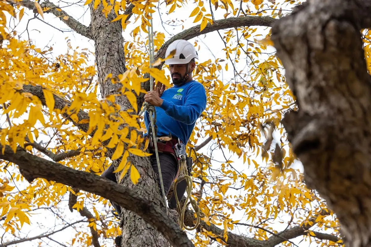 Skilled Tree Trimming crew working in Quinton